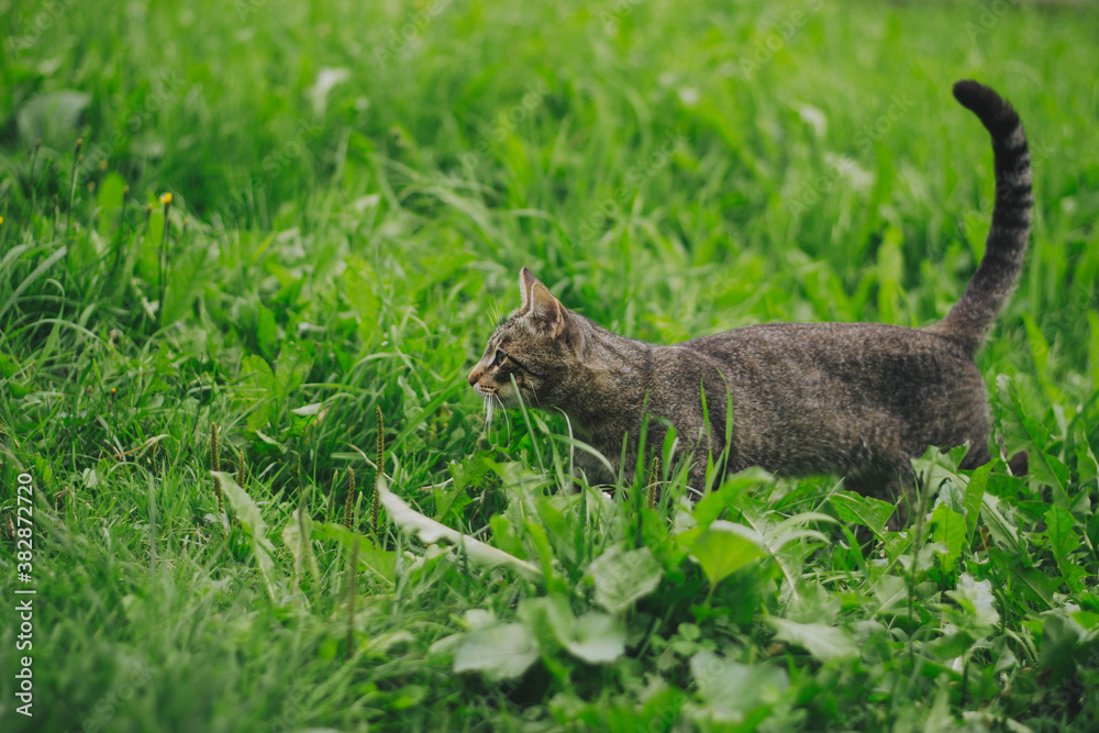 cat in the grass cat in the grass
