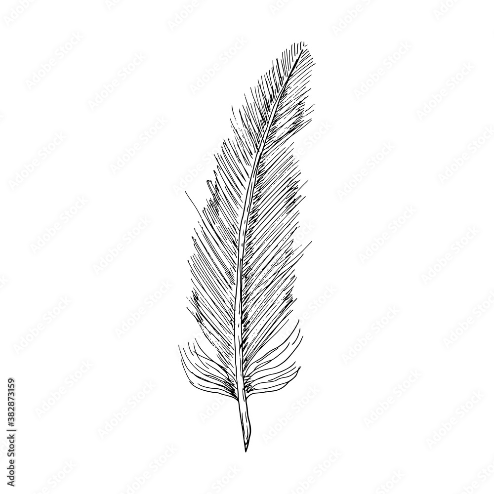 Fototapeta premium Bird feather. Isolated object on white. Vector illustration. Hand-drawn style.