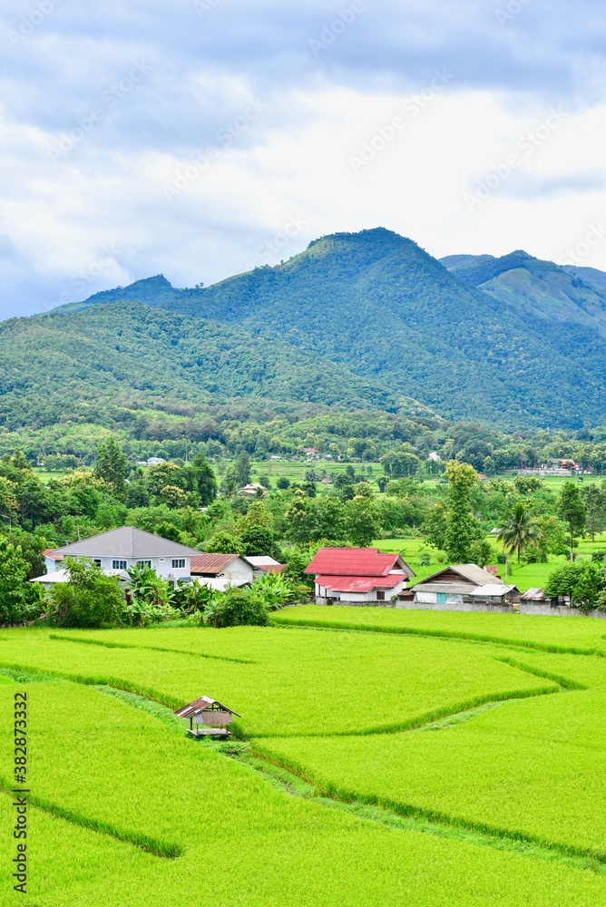 Lush Green Rice Fields and Mountains in Pua District, Nan, Thailand