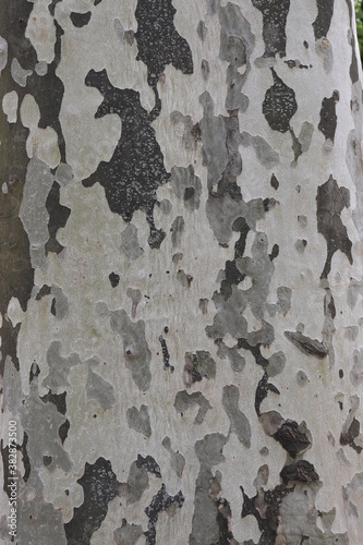 A vertical closeup outdoor shot of a smooth sycamore tree trunk on a sunny day. Natural camouflage tree bark. Beautiful texture background.