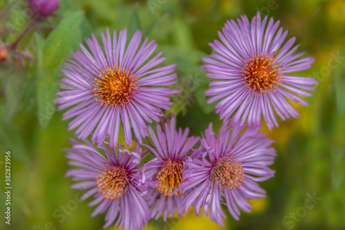 Purple Aster flowers Symphyotrichum novae-angliae with orange centre in forest close up soft focus nobody  