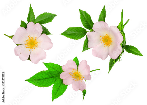 Branch of briar with flower isolated on white