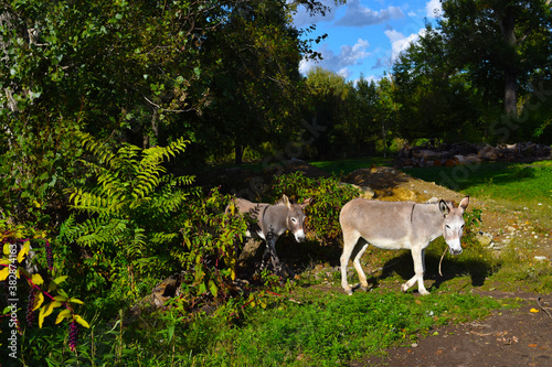 deer in the woods