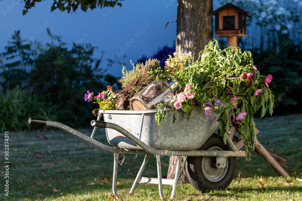 wheelbarrow with old flowers in autunm