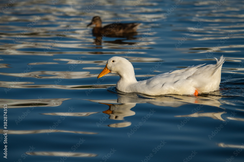 Rare white duck mutant on golden reflection water lake nature birds wild life Rare white duck mutant on golden reflection water lake nature birds wild life