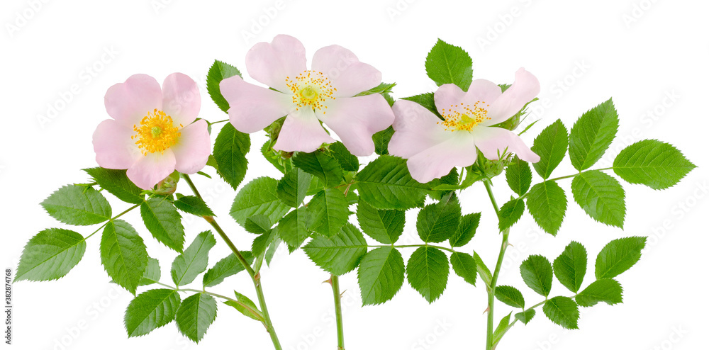 Wild rose flowers  isolated on white background.