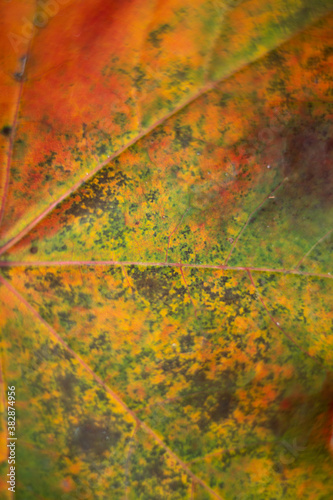 Kolorowy liść jesienią makro