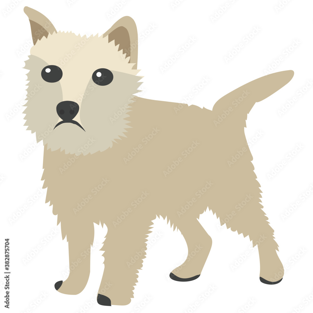 Fototapeta premiumThe smallest breed of chihuahua 