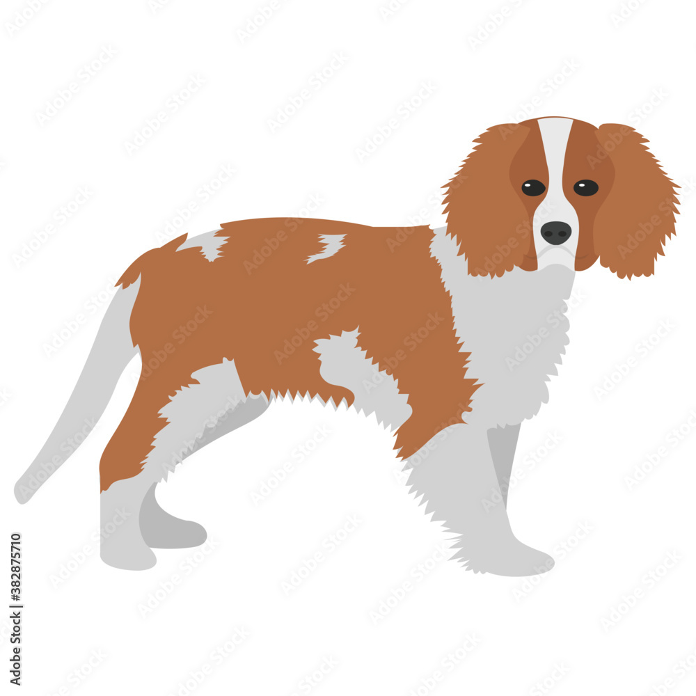 Beagle, a dog breed of small hound
Beagle, a dog breed of small hound