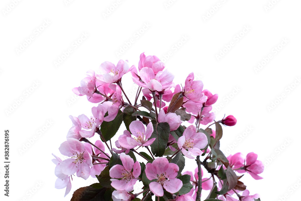 Spring flower background border. Beautiful pink blossoming apple tree branch on white isolated background. Copy space for message or product. Valentine's day or Mother's day theme. Spring flower background border. Beautiful pink blossoming apple tree branch on white isolated background. Copy space for message or product. Valentine's day or Mother's day theme.