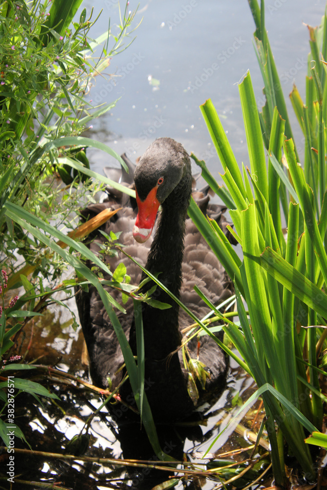 A Black Swan on the water