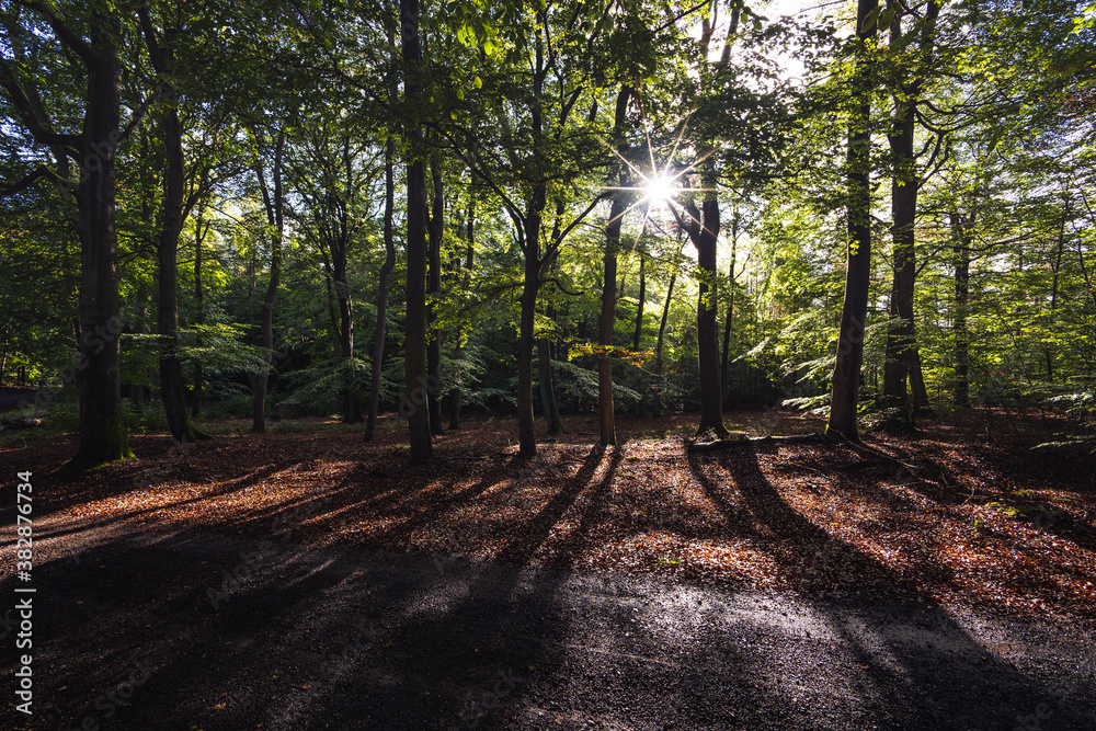 Fototapeta premium Römerstraße zwischen Otterberg und Heiligenmoschel