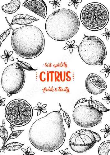 Citrus sketch collection. Hand drawn vector illustration. Organic food, citrus design template. Engraving illustration.