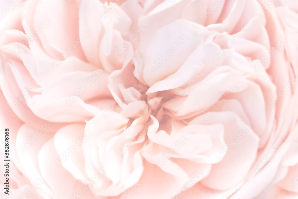 Pink unfocused rose petals, toned light blur background, pastel and soft flower card
