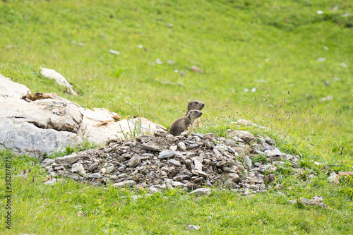 Marmottes devant leur terrier, Alpes française, parc de la Vanoise photo