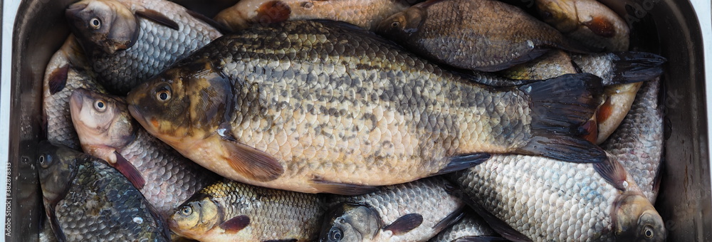 Freshly caught golden carp in a metal basin. Russian river fish. Freshly caught golden carp in a metal basin. Russian river fish.