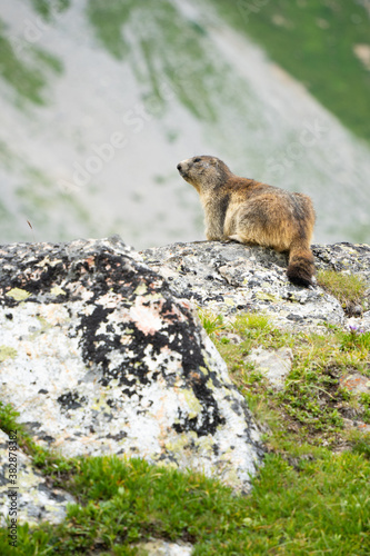 Marmotte dans le parc de la Vanoise