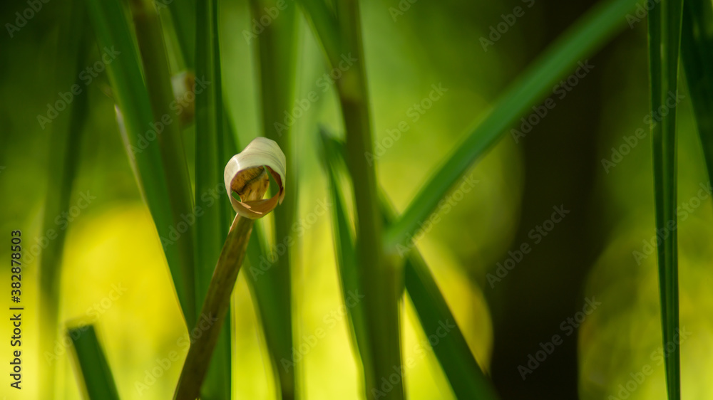 Close-up on a coiled stem, pampas grass or feathered reed, in spring Close-up on a coiled stem, pampas grass or feathered reed, in spring