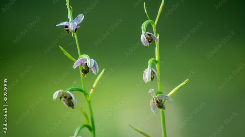 Close-up on a wild orchid, protected species, in spring Close-up on a wild orchid, protected species, in spring