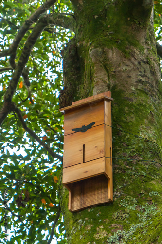 House for bats on a tree overgrown with moss.