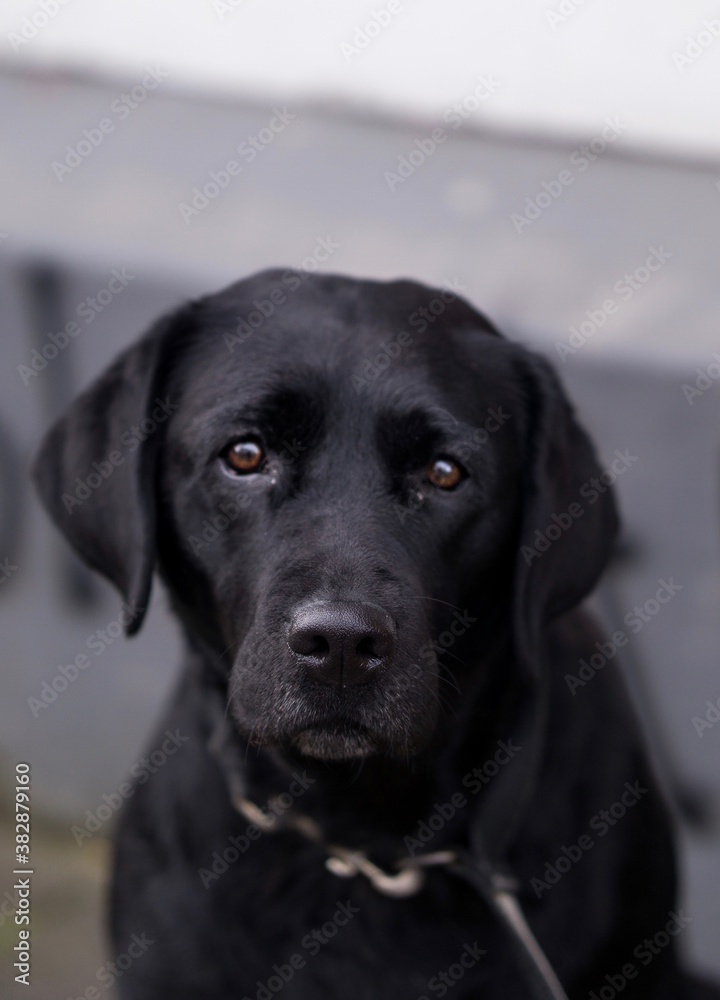 black labrador retriever dog