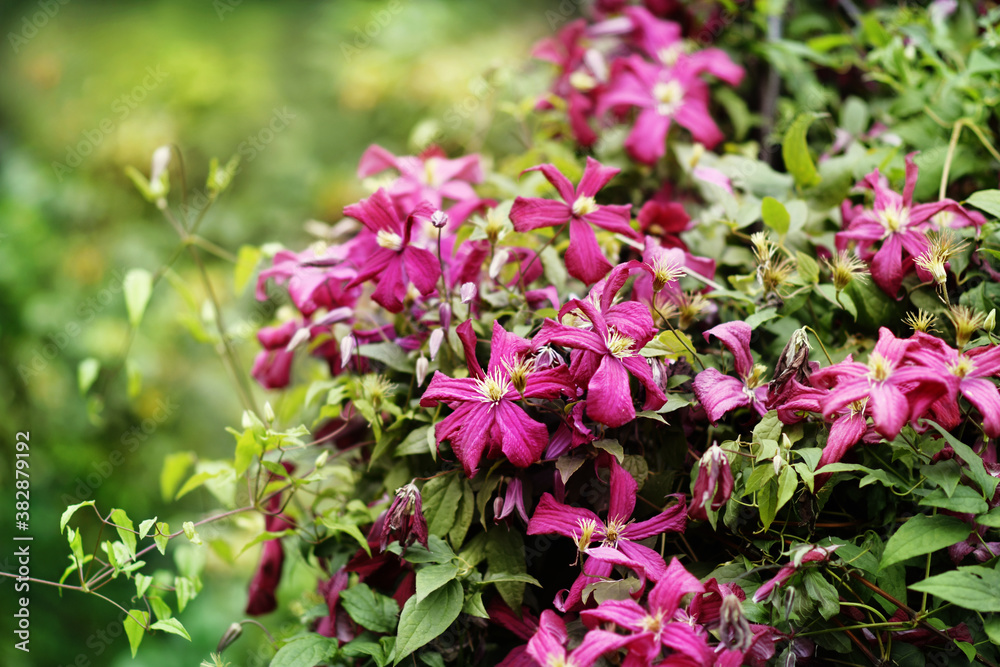 Summer blossoming delicate clematis, flowers blooming in botanical garden, selective focus, toned Summer blossoming delicate clematis, flowers blooming in botanical garden, selective focus, toned