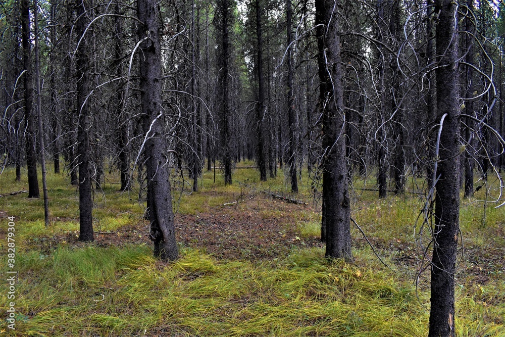 trees in the forest trees in the forest