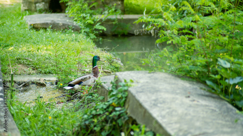 Young green collar by the lake, sheltered behind a low wall 