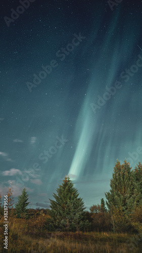 aurora borealis and tree Iceland