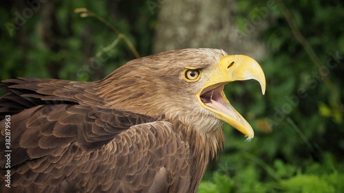 Portait of Sea eagle (Haliaeetus albicilla)
