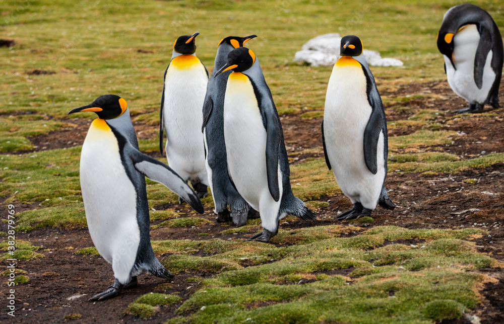 Fototapeta premium King Penguins at Falkland Islands
