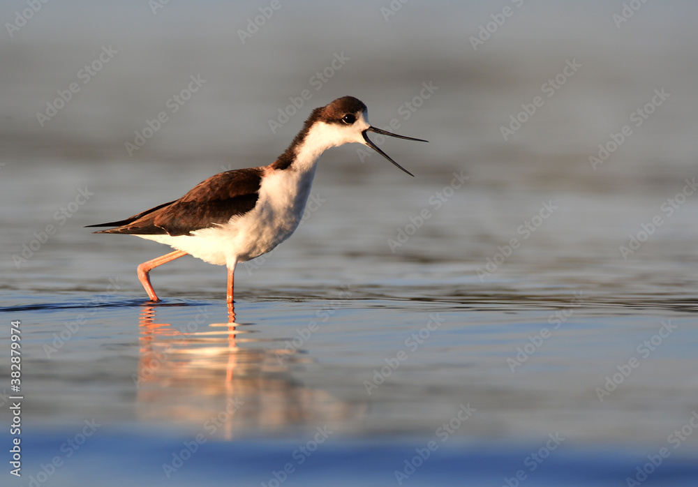 white-backed stilt (Himantopus melanurus ) screaming white-backed stilt (Himantopus melanurus ) screaming