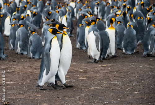 King Penguins at Falkland Islands