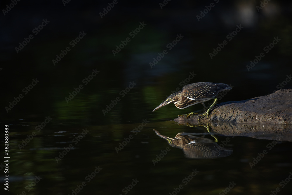 reflection of a striated heron (Butorides striata) fishing reflection of a striated heron (Butorides striata) fishing
