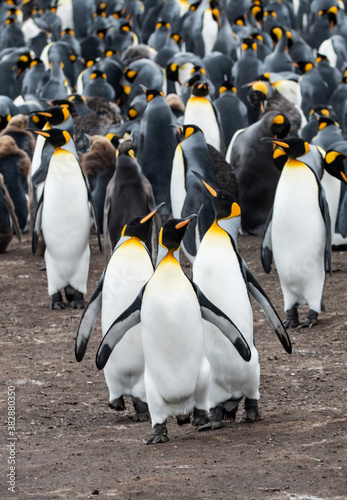 King Penguin Dancing at Falkland Islands