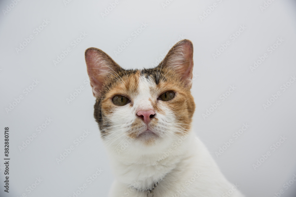 Cat look straight isolated on white background Cat look straight isolated on white background