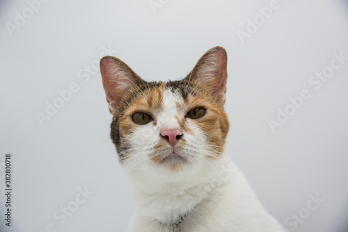 Cat look straight isolated on white background