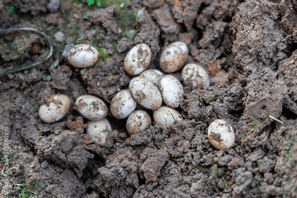 Closeup of Common Watersnake Eggs in the garden soil. Closeup of Common Watersnake Eggs in the garden soil.