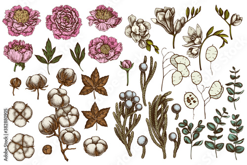 Vector set of hand drawn colored ficus, eucalyptus, peony, cotton, freesia, brunia