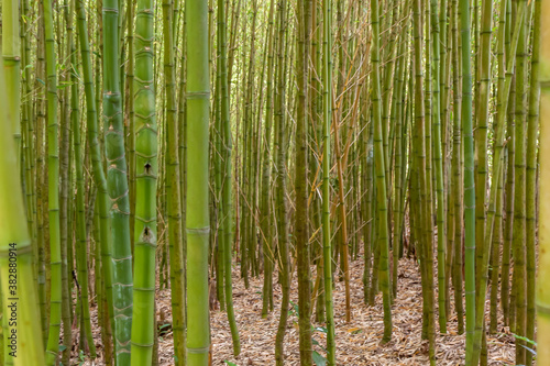 Thick bamboo thickets close up