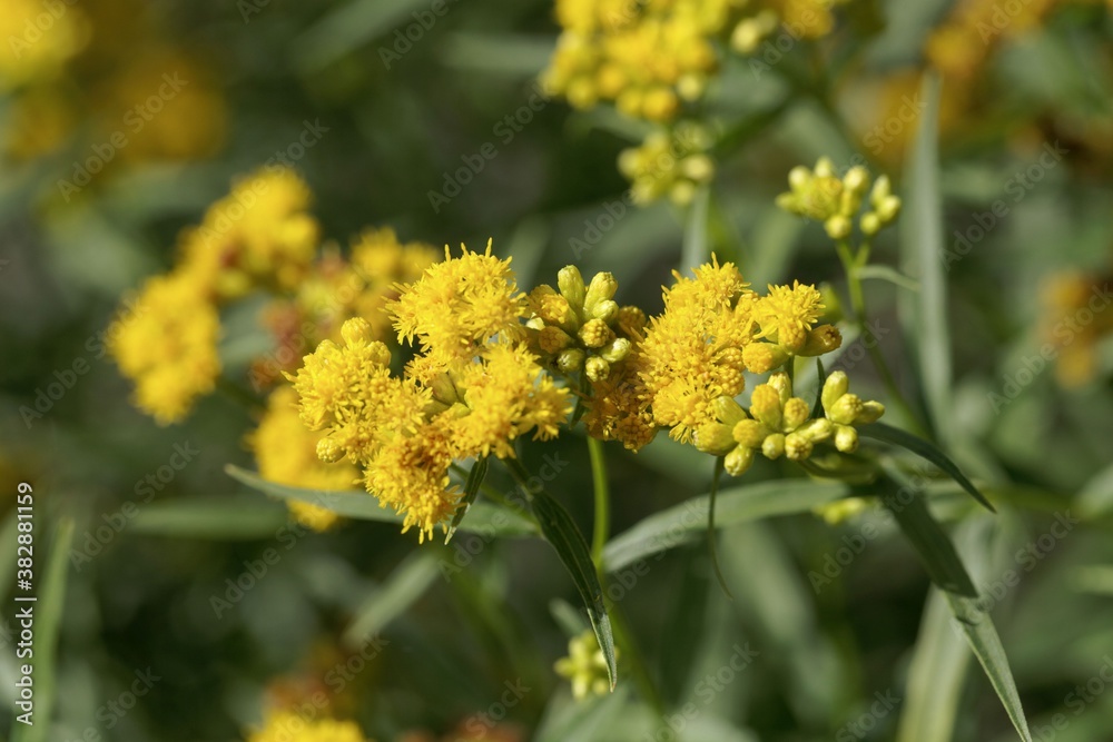 Flower of a grass-leaved goldenrod, Euthamia graminifolia Flower of a grass-leaved goldenrod, Euthamia graminifolia