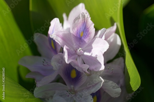 Macro photo of a common water hyacinth  Pontederia crassipes