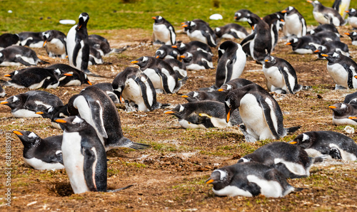 Gentoo Penguin Colony at Falkland Islands © Betty Rong