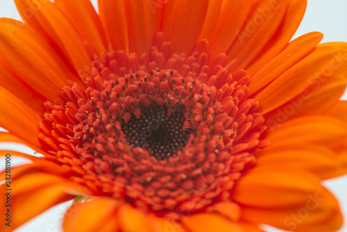 Beautiful Orange Gerbera