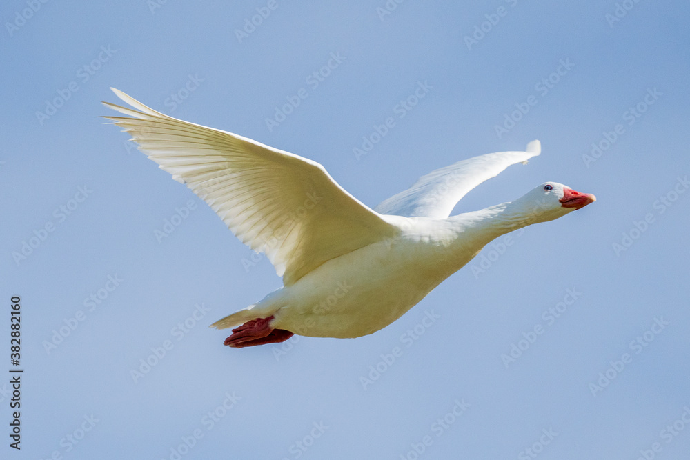Fototapeta premium Graylag Goose Anser anser Costa Ballena Cadiz