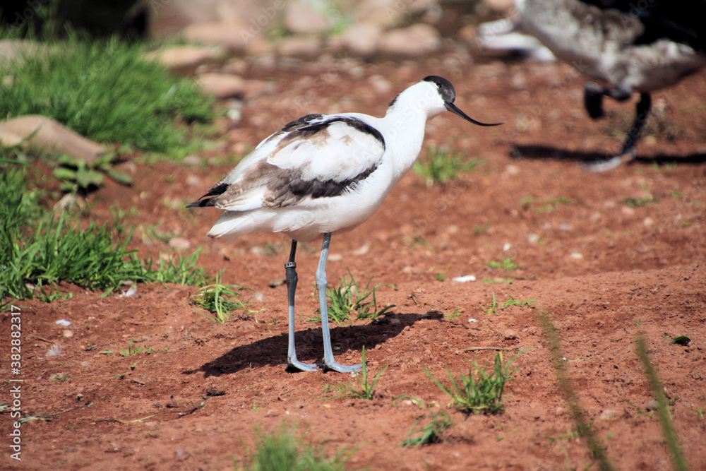 An Avocet in the wild An Avocet in the wild