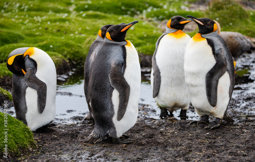 Fototapeta premium King Penguins at Falkland Islands