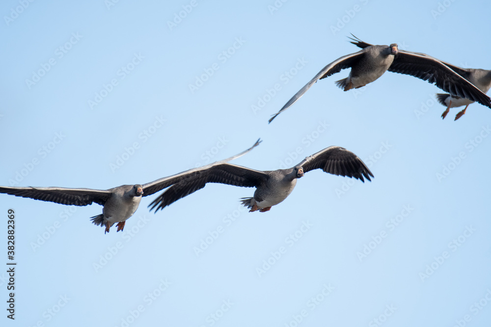 A flock of Greater white-fronted geese flying in the sky. Vancouver BC Canada
A flock of Greater white-fronted geese flying in the sky. Vancouver BC Canada