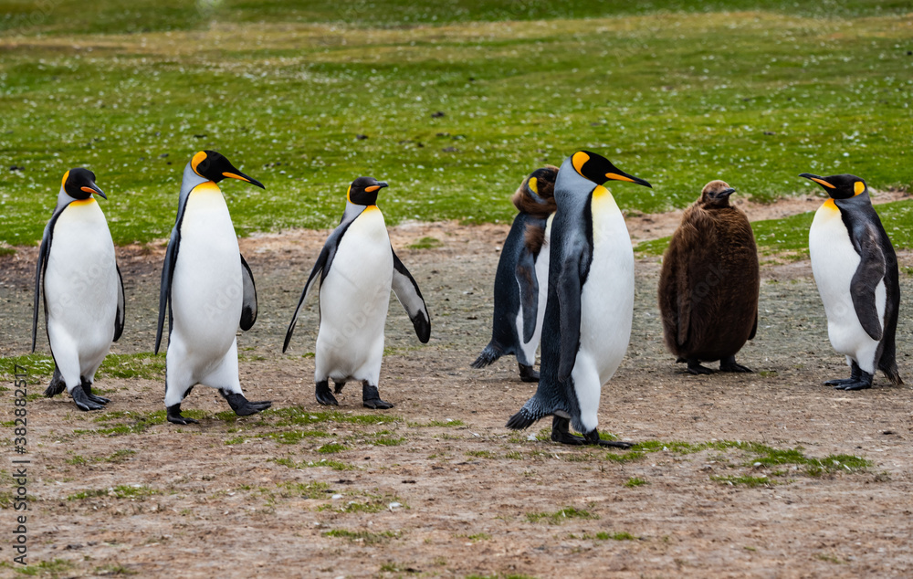Fototapeta premium King Penguins at Falkland Islands