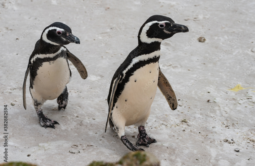 Fototapeta premium Magellanic Penguin Couple at Falkland Islands